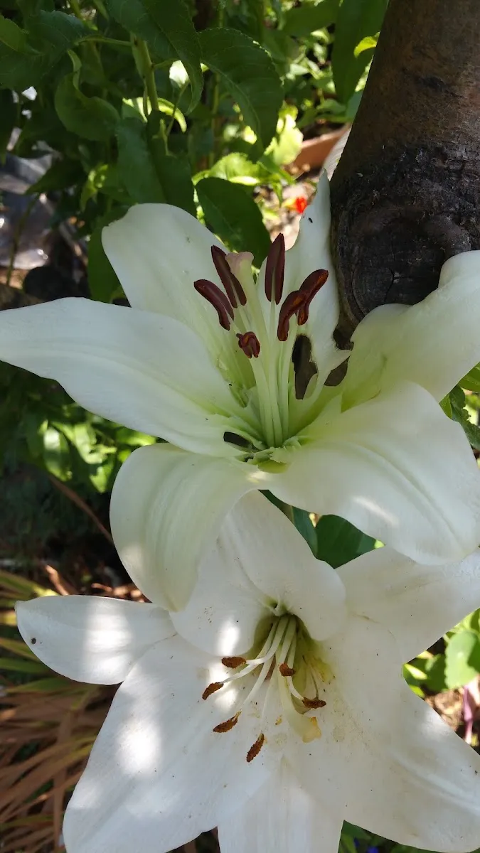 Kessem Bamaga: תמונה 7